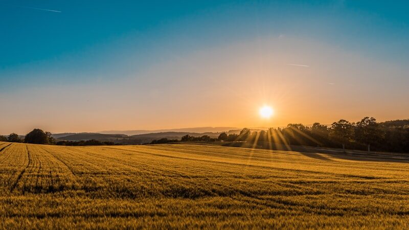 Vignoble bio sous le soleil
