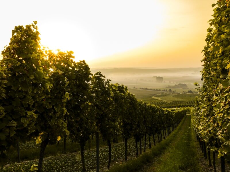 Vignoble aux couleurs d'automne en France