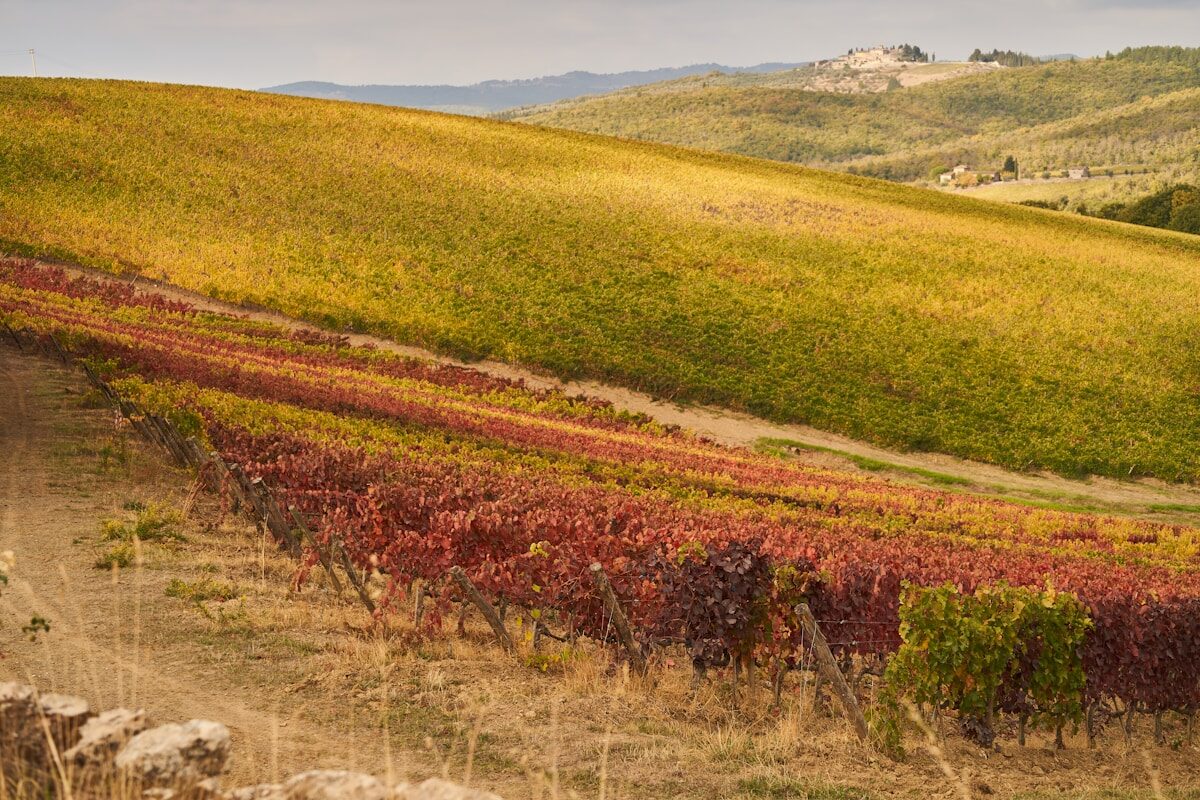 Vignoble de Chardonnay vin blanc en Bourgogne