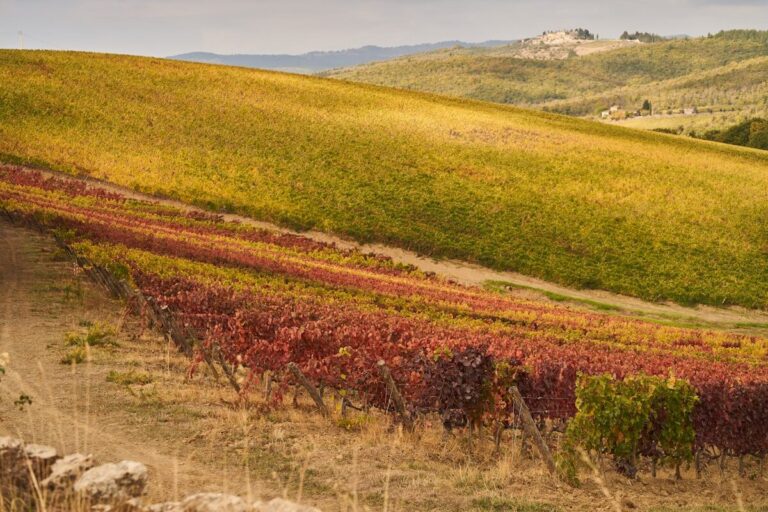 Vignoble de Pinot Noir en Bourgogne avec couleurs automnales