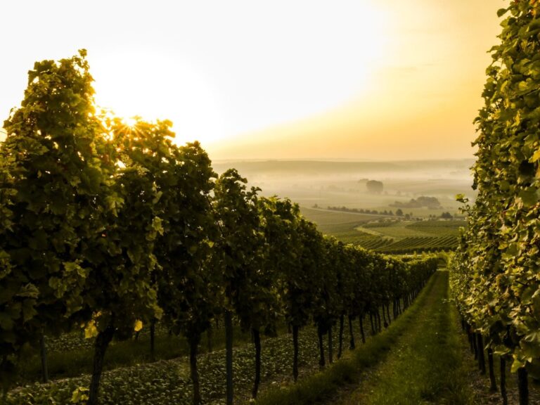 Vignoble de la Rioja en Espagne