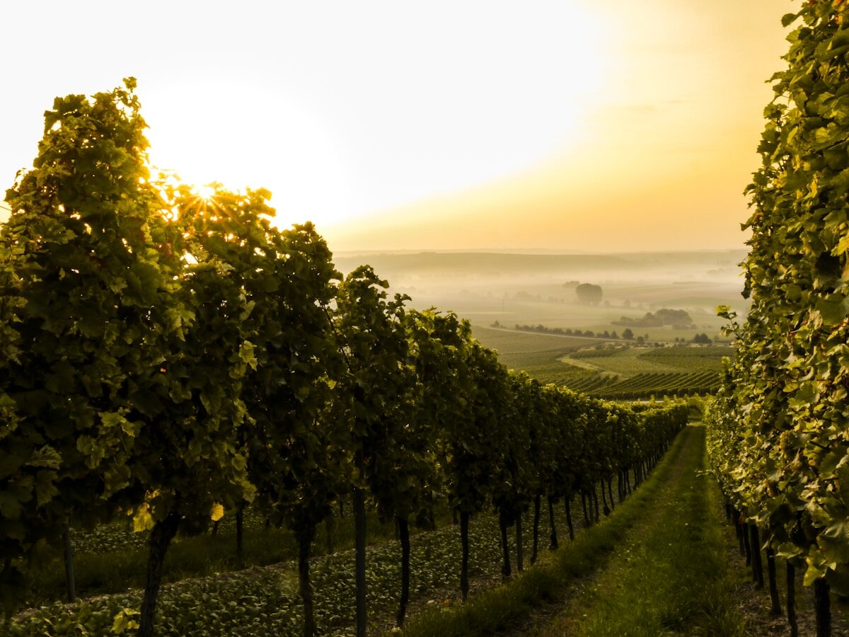 Vignoble de la Rioja en Espagne