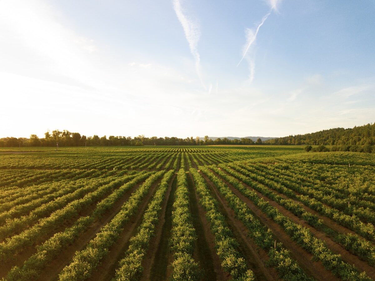 Vignoble de Saint-Véran dans le Mâconnais