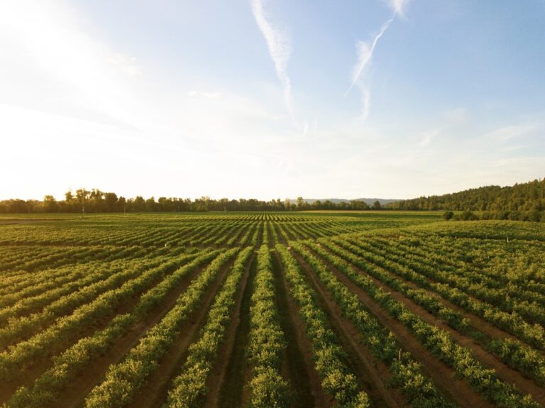 Vignoble de Sancerre sur les collines du Val de Loire