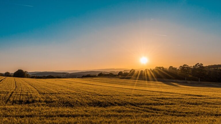 Vignoble du Languedoc dans le sud de la France