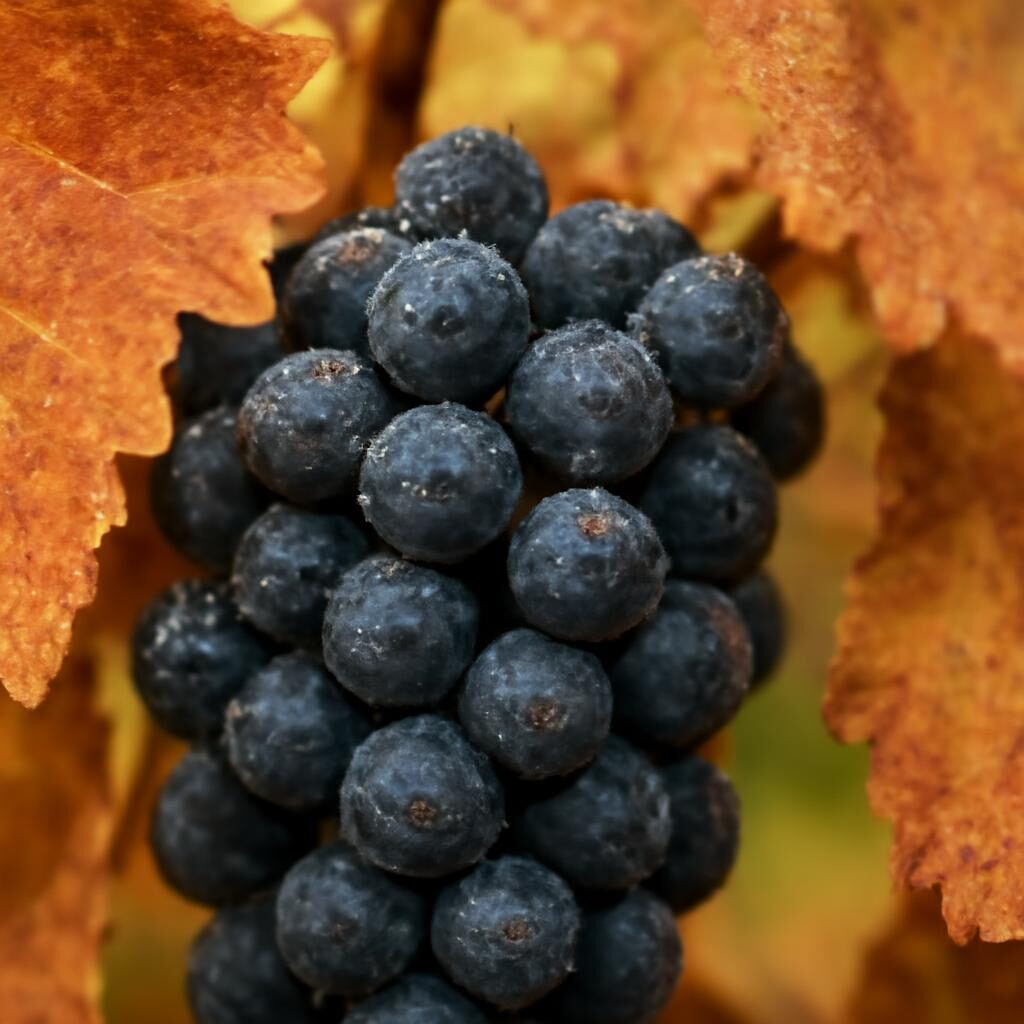 Pommard vin grappes de Pinot Noir mures